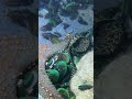 #catchthesea #fishing #rivercrab #beach #deepsea #nature #diving #fish #eel #crab