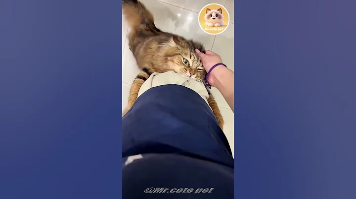 Video 11194041: cat cute funny pet, cat purring, cute pets explore