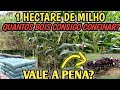 Quantos Bois consigo confinar com 1 hectare de milho? vale pena? compensa vender silagem?