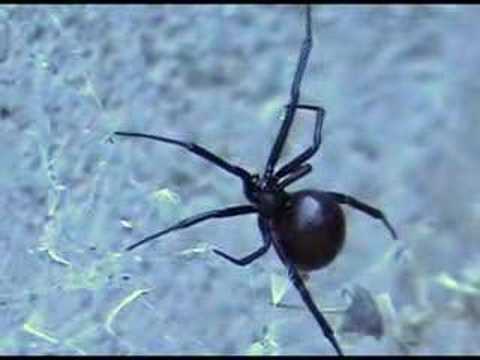 Black Widow Spider Close up