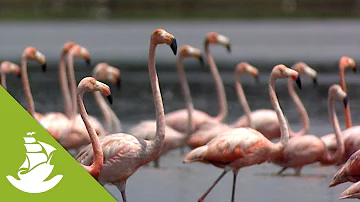 Cuba's endemic bird species