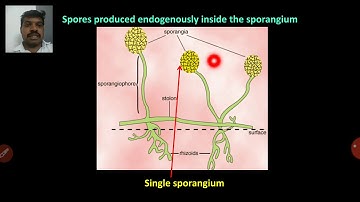 Lecture 8 Asexual Reproduction of Fungi - PAT 201