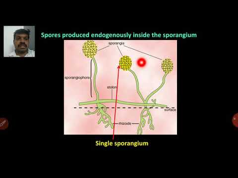 Video: Is konidia en aplanospore dieselfde?