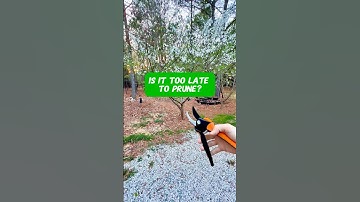 Is it too late to prune fruit trees when flowering? #fruittrees #shorts #pruning #orchard #plumtree