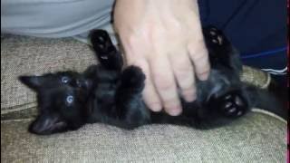 Этот котёнок может засыпать у вас дома! Этот котёнок может засыпать у вас дома!