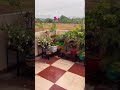 Real reason of this storm #terracegardenindia #plantsofindia #gardening #greenrooftop#garden#terrace