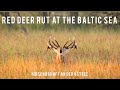 Red deer rut in the dunes of the Baltic Sea | Hirschbrunft an der Ostsee