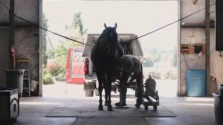 Farrier life