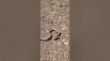 Snake Gives the Head Nod.