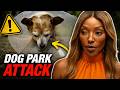 DOG PARK HORROR: Little Dog Mauled In Florida