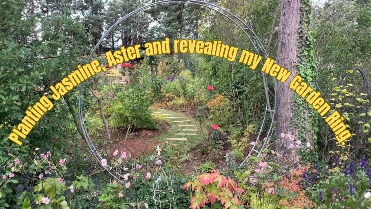 Посадка жасмина и астр + Представление моего нового садового кольца!