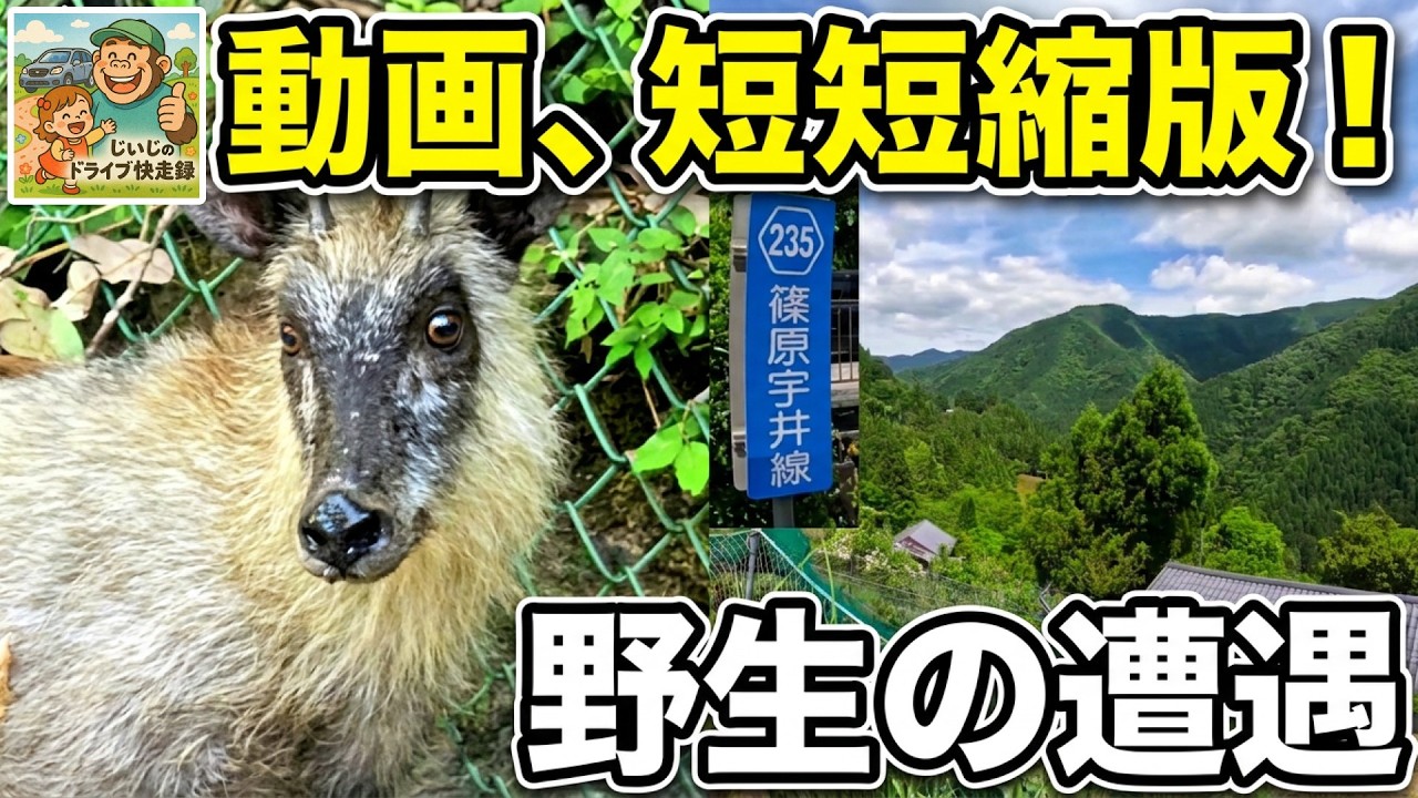 Wild Encounter] Encountering a Japanese Serow on the Tonotsubouchi