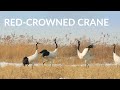 Beautiful Crane Dance | Red Crowned Crane Call | Crane Mating Dance