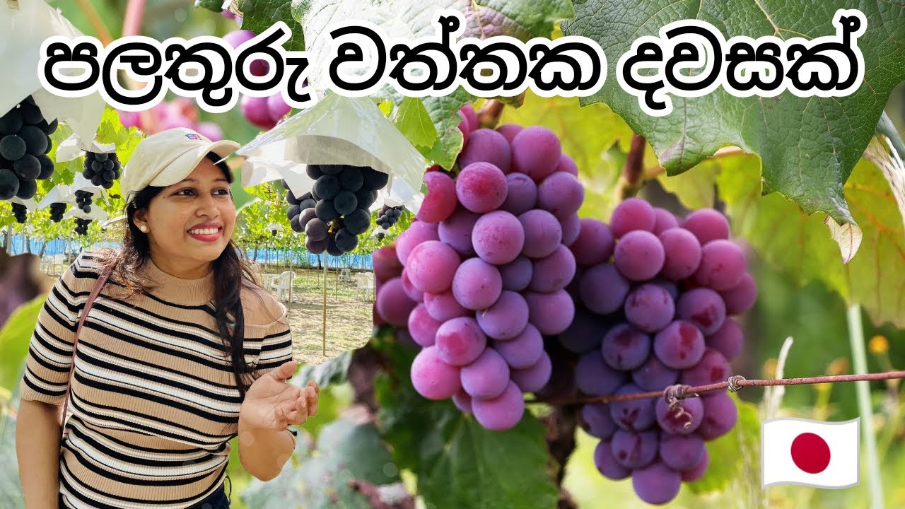 Vlogs in Japan Sinhala | ජපානේ පලතුරු වාරේ | මිදි වත්තක දවසක් | Fruit picking Japan