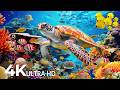 OCEAN 4K | Sea Animals for Relaxation, Beautiful Coral Reef Fish in Aquarium 🐳 Calming Music