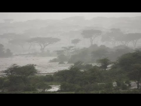 Roobab Ma Hiiganno Ah oo La Filayo In Ay Ka Da'aan Somaliland