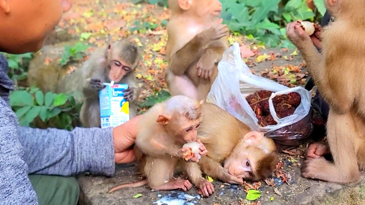 Welcome Nori, Nori is small abandoned monkey yesterday & Now she enjoy foods