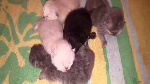 Watch the video about Copy of 6 day old kittens Persian and Himalayan Kittens