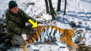 He Helped A Crying Tiger. What The Tiger Did Next Left Him Very Shocked!