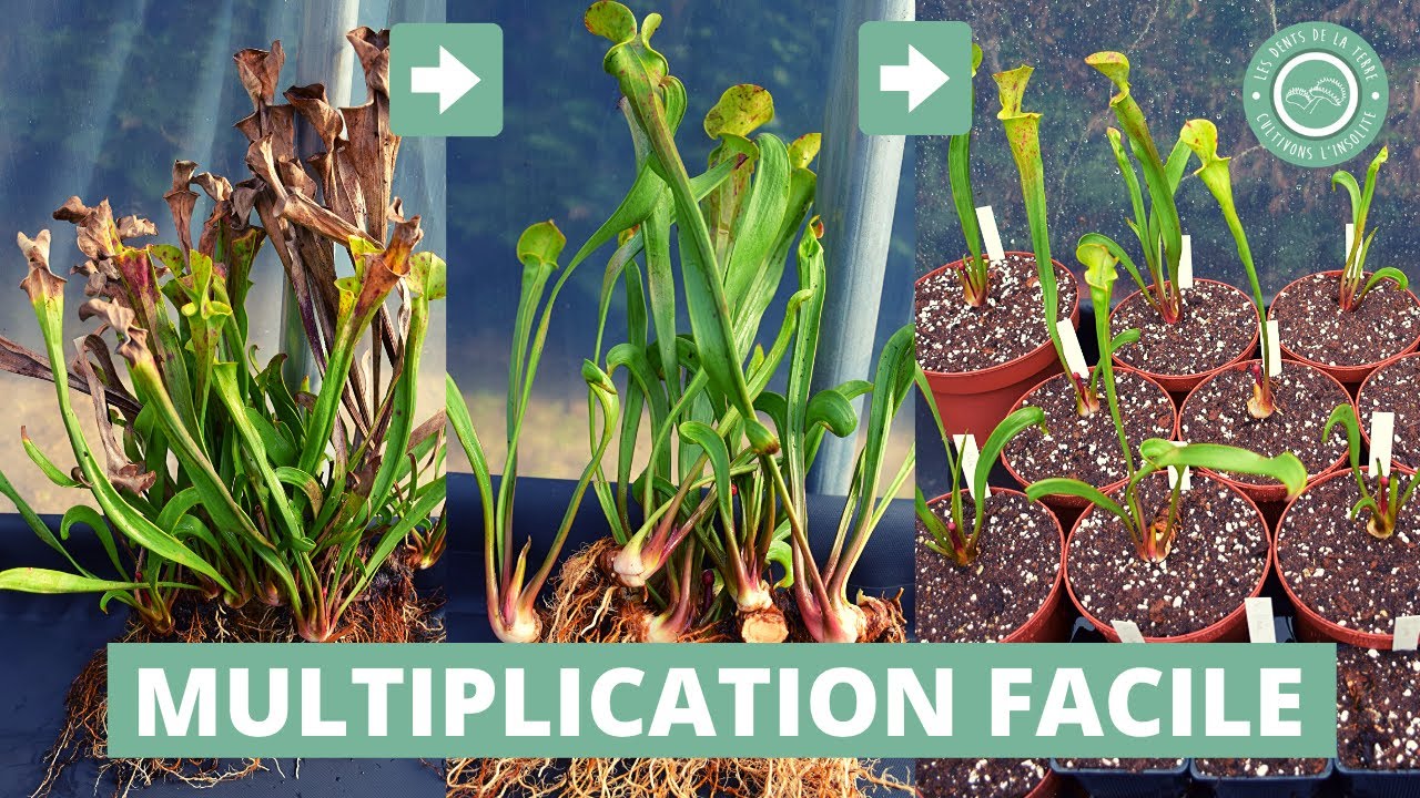 Comment diviser sa Plante Carnivore (Sarracenia) ? 👨‍👩‍👦