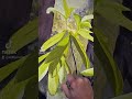 Painting Sun Through Leaves #artprocess #timelapseart #acrylicpainting #walldecor #naturelovers