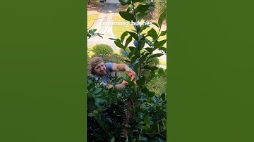 Trimming Front Bushes #shorts #hedgetrimming