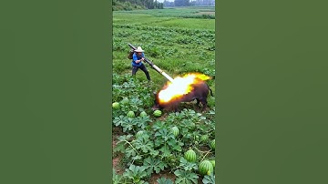 poor little pig#farm #farming  #satisfying #farmer #nature