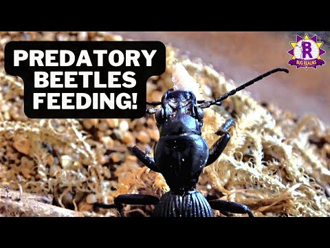 Did i lose a Predatory beetle?! Rehouse + Feed!