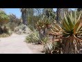 Huntington: The biggest cactus and succulent collection in the world
