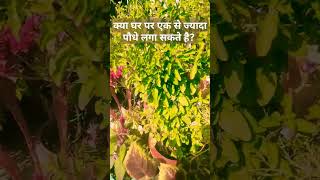 क्या घर पर एक से ज्यादा तुलसी के पौधे लगा सकते हैं जानिए tulsi youtubeshorts neemasgarden