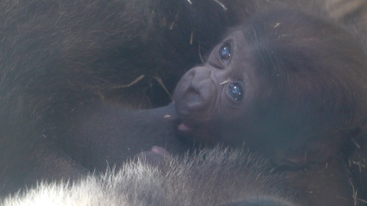 Материнская нежность： священный момент первых шагов малыша-гориллы Gorillas family / ape