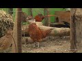 Hybrid pheasant and chicken. Гибрид фазана и курицы