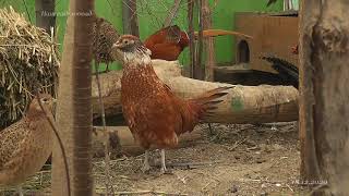 Hybrid pheasant and chicken. Гибрид фазана и курицы