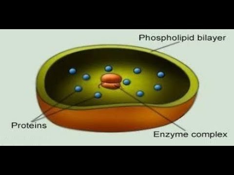 Vidéo: Différence Entre Les Lysosomes Primaires Et Secondaires