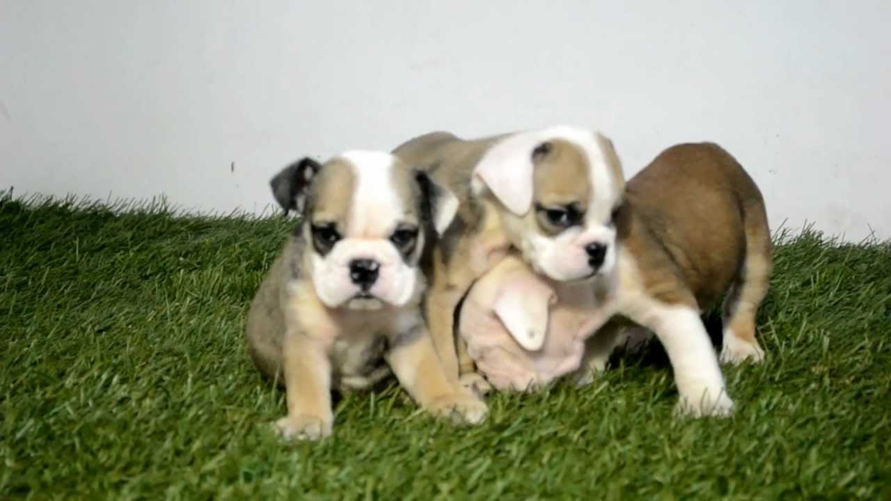 Copy of BULLCANES bulldog puppies for sale Cassandra - Fox - Italy - Sharick puppy paradise