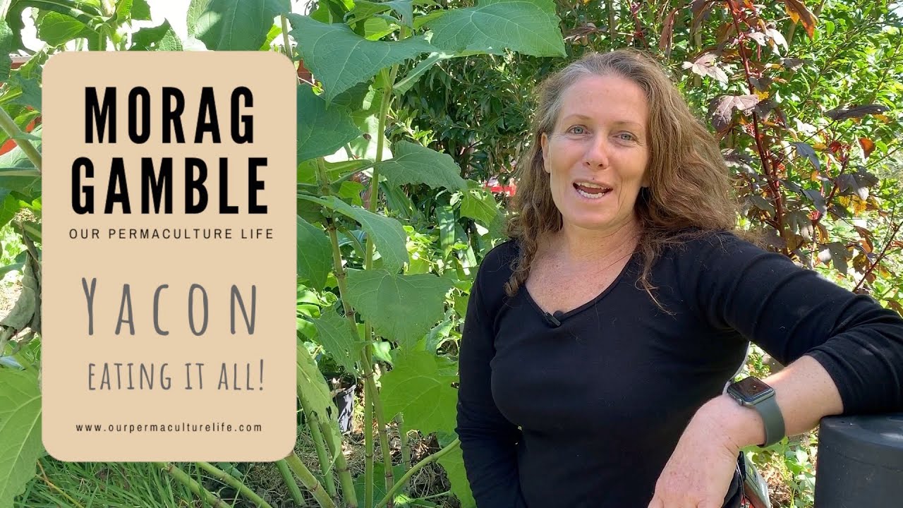 Yacon is all edible.