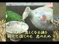 悲しい酒(美空ひばり) 唄tiko