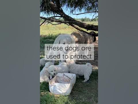 Nature's shepherds. Maremma dogs protect livestock and penguins.