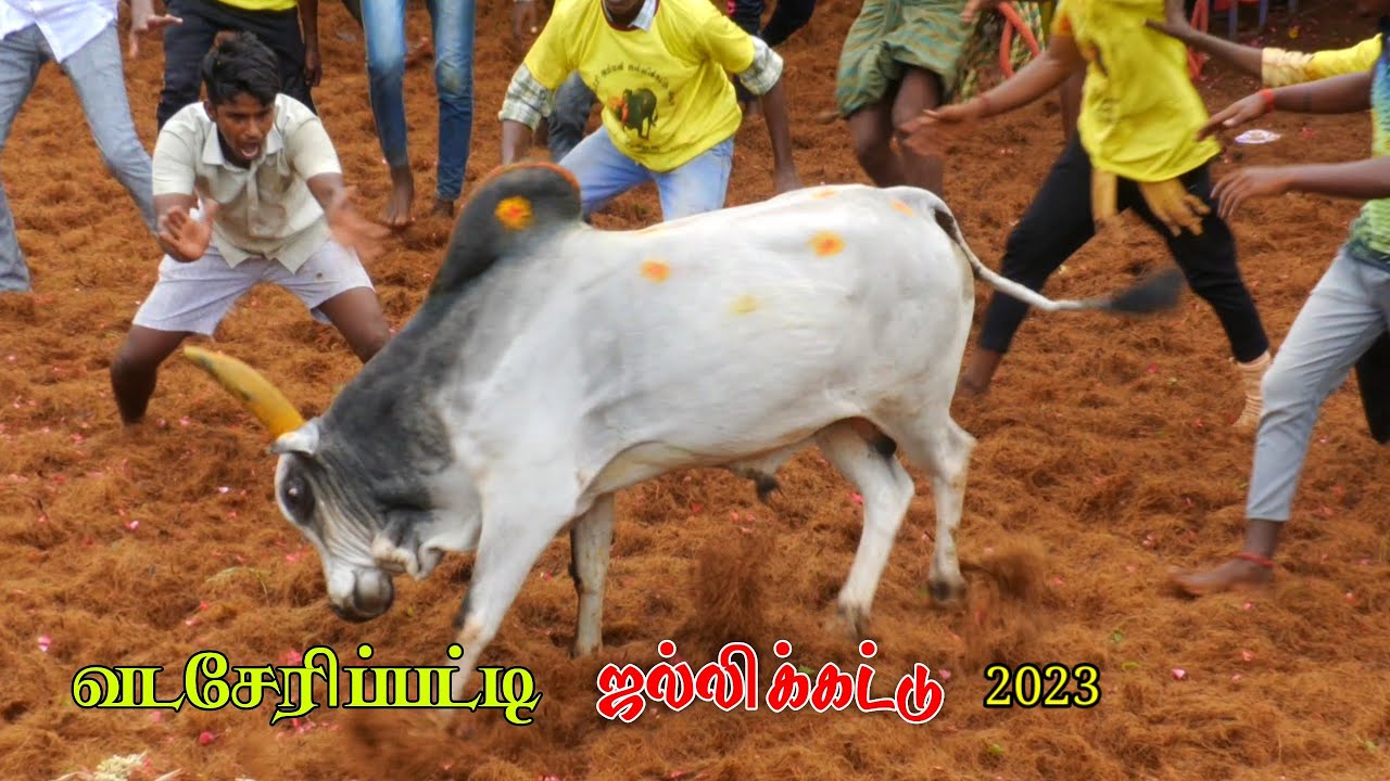 வடசேரிப்பட்டி ஜல்லிக்கட்டு | Highlights Video on Vadaseripatti Jallikattu  2023