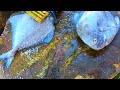 Black Pomfret Fish Slice Cutting / India Fish Market / CT 360*🔪