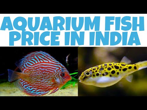 Latest Aquarium Fish Price In India Of 2018 Part 1 - YouTube