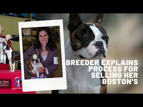 Wie Wurden Boston Terrier Gezüchtet?