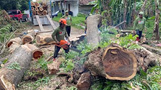 Extremely Exhausting! Hard Felling Near River vs Easy Roadside Tree‼️