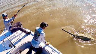 DINOSAUR SAWFISH! 14 feet long!