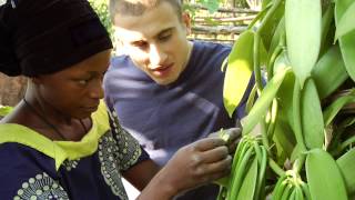 Hand pollinating a vanilla orchid