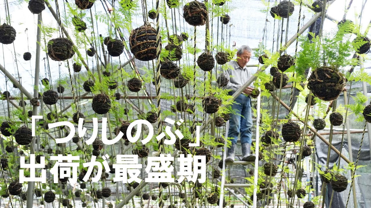 吊るして涼しげに 「つりしのぶ」出荷が最盛期迎える - YouTube