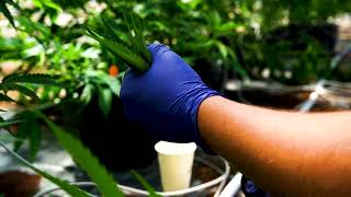 Rad Hemp Co - Premium Hemp Products