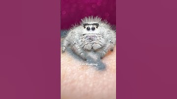 Would you hold her? #jumpingspider #phidippusregius #arachnophobia