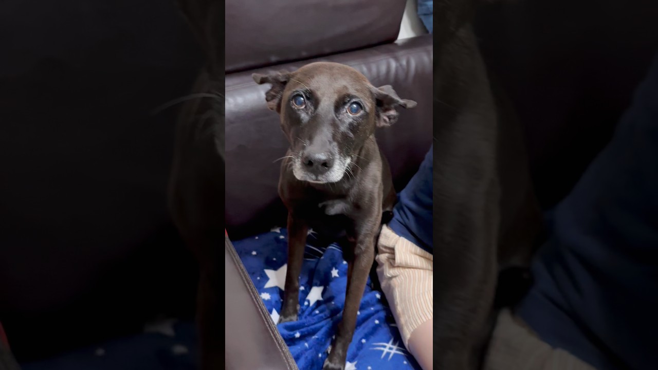 你有看過害怕蚊子而發抖的狗勾嗎?沒有的話這裡有一隻⋯⋯A big dog scared of a tiny mosquito🐶🦟😫 縮圖