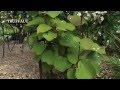 Comment planter un kiwi au jardin  actinidia   truffaut